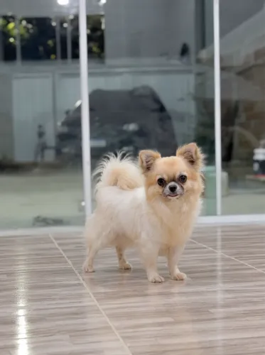 Chihuahua macho adulto