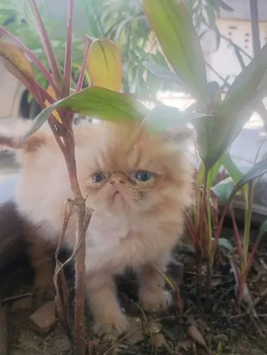Gato persa femea