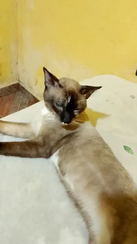 Gato