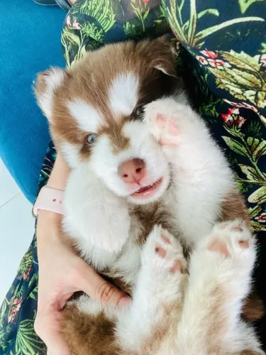Husky siberiano companheiro 