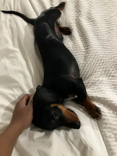 Teckel (Salsicha, Basset) Filhotes Vacinados Disponíveis