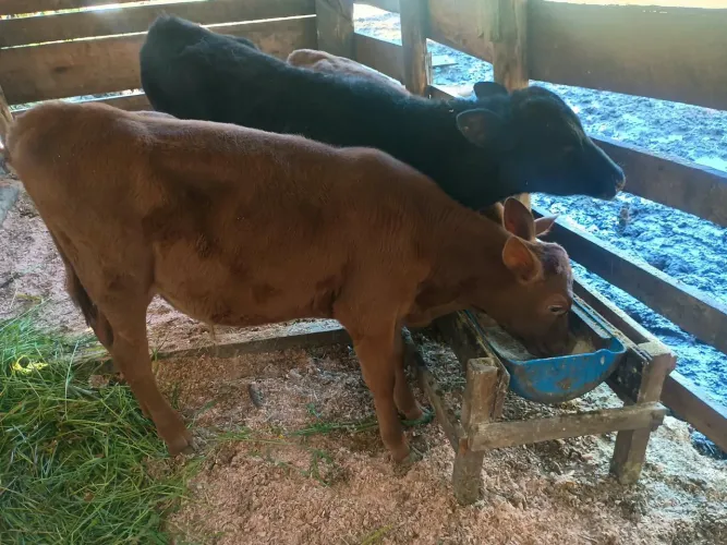 Terneiros comendo no cocho