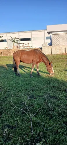 Vendo cavalo
