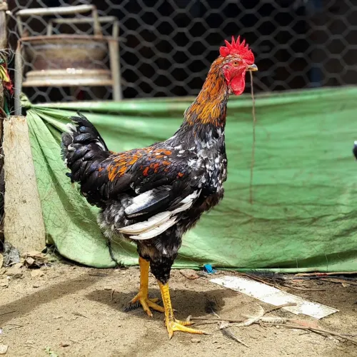 Frango GSB