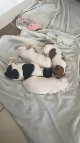 Filhotes Jack Russel, pais Pedigree CBKC
