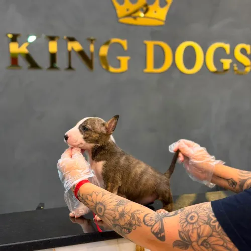 Filhote bull terrier, Corações peludos prontos para encher sua casa de amor!