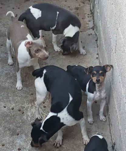 Terrier brasileiro 