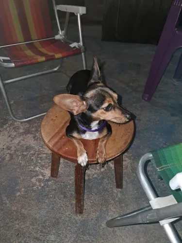 VENDO UM PINCHER FEMEA 