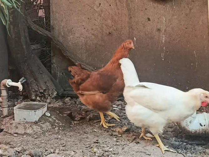 Vende Galinha, frango poedeira.