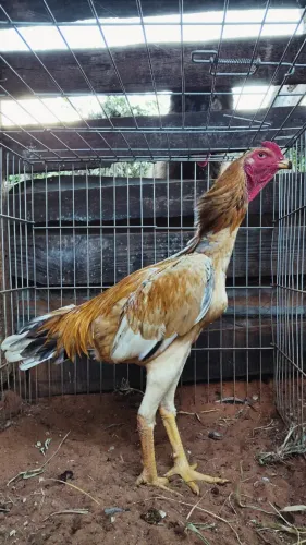 Casal mura