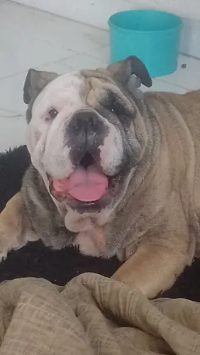 Vende-se Bulldog ingles