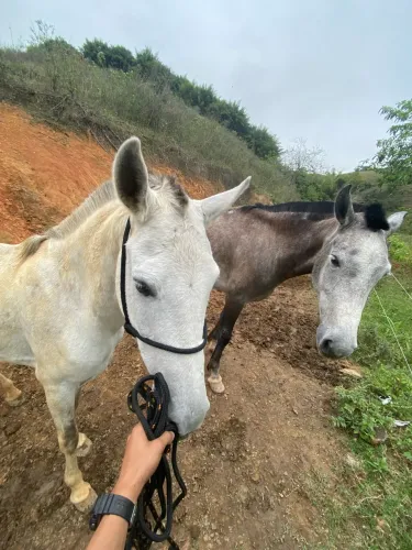 Égua mangalarga marchadora