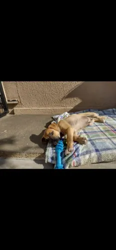 Filhotes de cães para adoção 