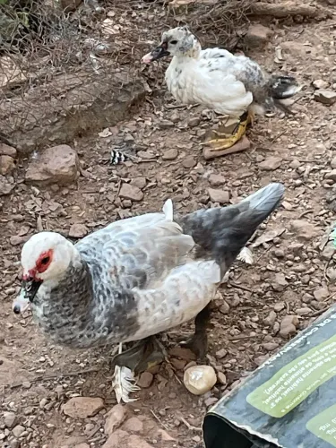 Vendo pato Macho 50,00 Fêmea 45,00