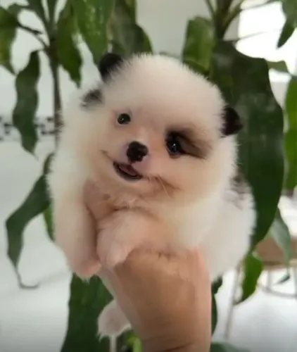 spitz alemão Particolor ! O pirata que vai encantar você e sua família!