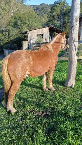 Cavalo mestiço a percheron manso de peitera para arrastes e cervisos gerais