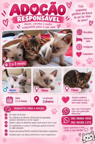Doação de Gatinhos Filhotes - Macho e Fêmea | Adoção Responsável - São Luís/MA