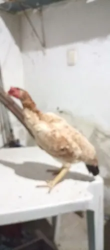 Galinha Indiana 