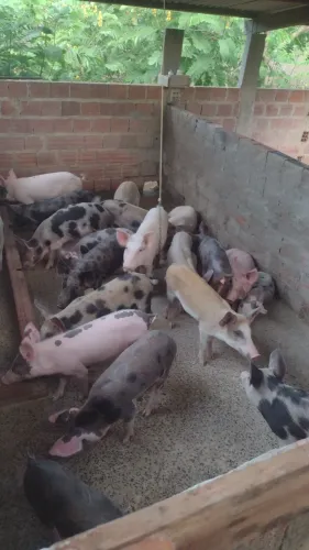 Vende-se lote de leitao