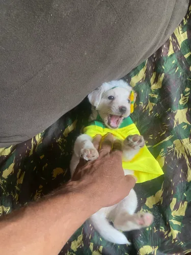 Poodle fêmea mestiça fica pequena