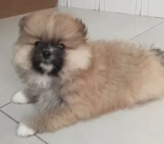 SPITZ ALEMÃO FÊMEA LARANJA 
