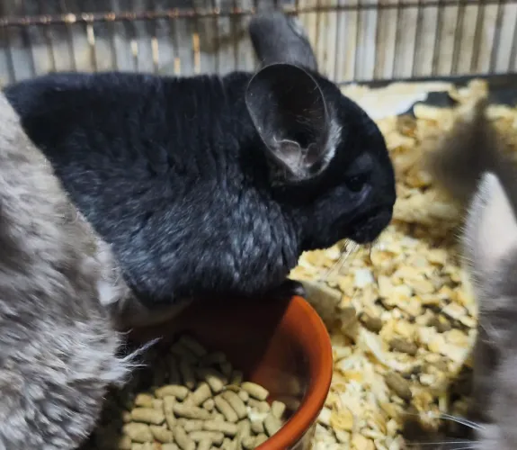 Chinchila