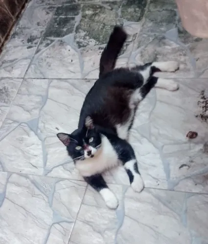 Doa se lindo gato peludo e carinhoso 