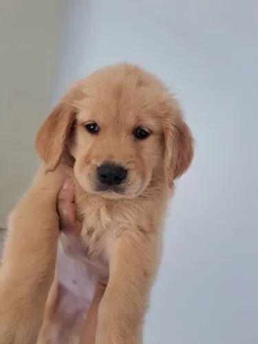 Golden retriever filhote lindos