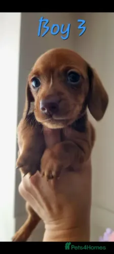 Neném Teckel/Dachshund/Salsicha/Salsichinha/Basset/Cofap brincalhões e dóceis