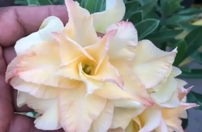 Rosa do deserto amarela de centro laranja