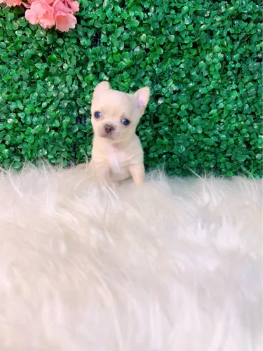 Chihuahua  pelo curto  MINIATURA 
