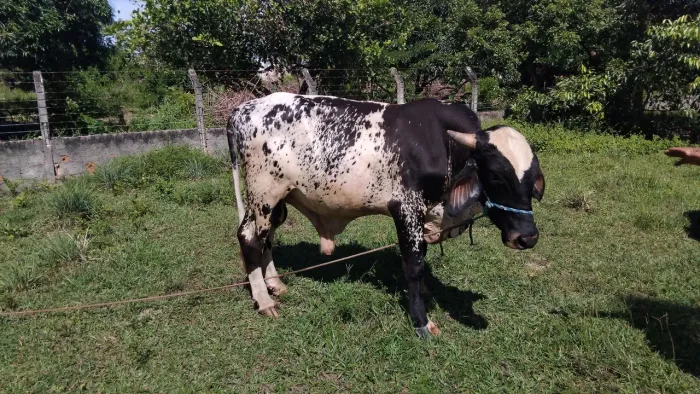 Vende se boi