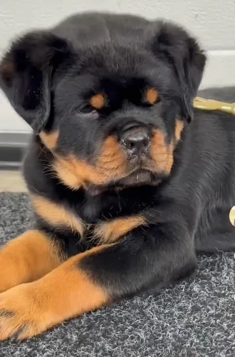 FILHOTES DE ROTTWEILER À VENDA