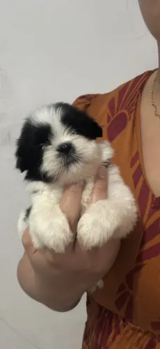 Shih tzu macho e fêmea 