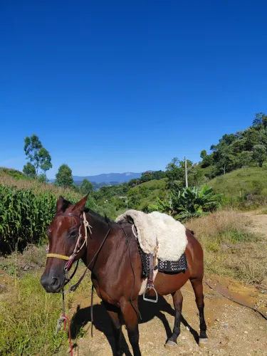 Cavalo 