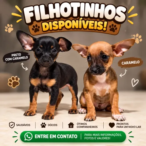 ÚLTIMOS FILHOTES DE PINSCHER!