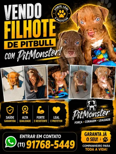 FILHOTES DE PITBULL COM PITMONSTER