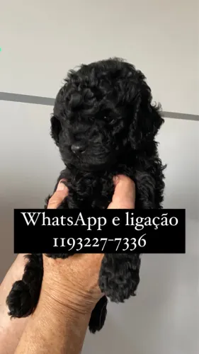 Poodle Toy lindo - Filhotes segunda raça mais inteligente do mundo 