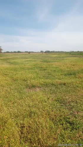 Fazenda de Gado, 20.354 hec, pega ouro, esmeralda doc. em Poconé MT. 300 milhões. 
