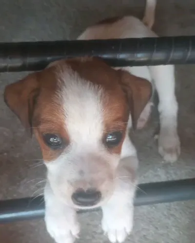 DOANDO FILHOTE DE CACHORRO