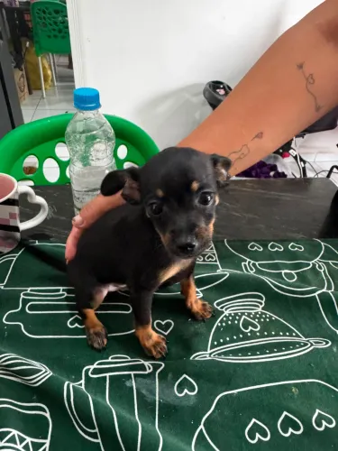 Vendo cachorro pinscher