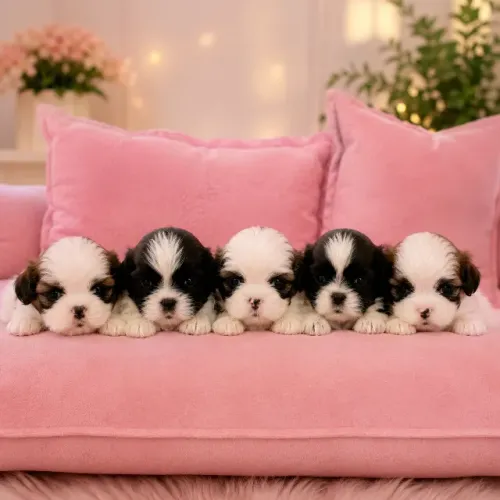 Filhotes Shih-Tzu Raça Pura com Pedigree - Machos e Fêmeas