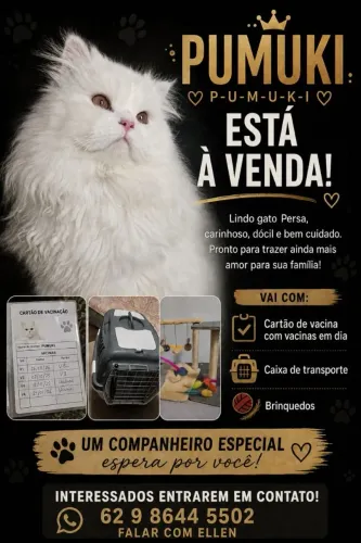 Vendo gato persa branco castrado