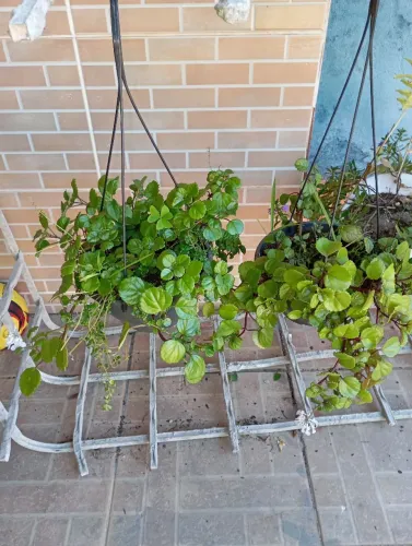Sementes e plantas