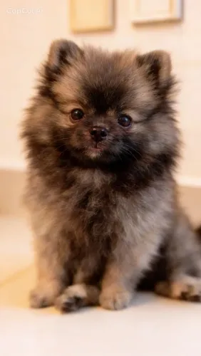 Lulu da pomerania anão