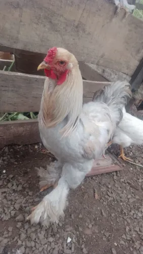 Brahma Isabela 