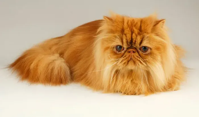 Filhote de gato Persa cor vermelho macho