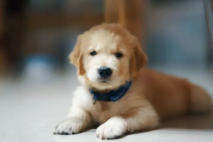 Filhotes de Golden Retriever ? Muito Dóceis e Carinhosos