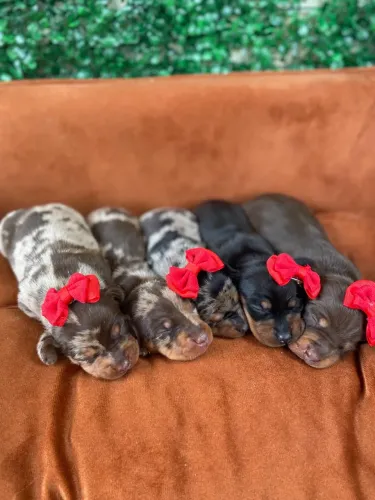 Dachshund (salsicha)