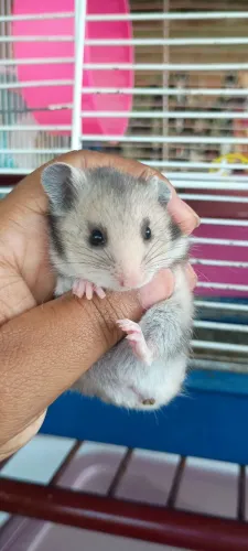 Hamsters anão russo e Sirios